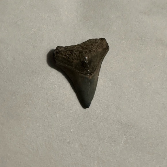 Fossilized Shark Teeth - Picture 5 of 10